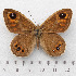  ( - RVcoll.14-U863)  @11 [ ] Copyright (2015) Martin Gascoigne-Pees Unspecified