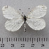  (Leptidea morsei - RVcoll.14-U868)  @14 [ ] Copyright (2015) Martin Gascoigne-Pees Unspecified