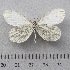  (Leptidea morsei - RVcoll.14-U869)  @14 [ ] Copyright (2015) Martin Gascoigne-Pees Unspecified