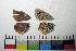  ( - RVcoll.10-A312)  @11 [ ] Copyright (2015) Vlad Dinca Institut de Biologia Evolutiva (CSIC-UPF)