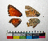  ( - RVcoll.10-A397)  @12 [ ] Copyright (2015) Vlad Dinca Institut de Biologia Evolutiva (CSIC-UPF)