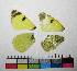  ( - RVcoll.10-A200)  @12 [ ] Butterfly Diversity and Evolution Lab (2014) Roger Vila Institute of Evolutionary Biology