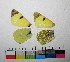  ( - RVcoll.10-A201)  @12 [ ] Butterfly Diversity and Evolution Lab (2014) Roger Vila Institute of Evolutionary Biology