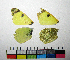  ( - RVcoll.10-A203)  @12 [ ] Butterfly Diversity and Evolution Lab (2014) Roger Vila Institute of Evolutionary Biology