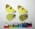  ( - RVcoll.10-A204)  @12 [ ] Butterfly Diversity and Evolution Lab (2014) Roger Vila Institute of Evolutionary Biology