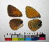  ( - RVcoll.14-J948)  @11 [ ] Copyright (2015) Vlad Dinca Institut de Biologia Evolutiva (CSIC-UPF)