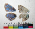  ( - RVcoll10A981)  @12 [ ] Copyright (2016) Roger Vila Institut de Biologia Evolutiva (CSIC-UPF), Butterfly Diversity and Evolution Lab