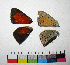  ( - RVcoll.14-F317)  @12 [ ] Copyright (2015) Vlad Dinca Institut de Biologia Evolutiva (CSIC-UPF)