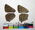 ( - RVcoll.14-F626)  @12 [ ] Copyright (2015) Vlad Dinca Institut de Biologia Evolutiva (CSIC-UPF)