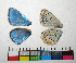  ( - RVcoll.14-F717)  @12 [ ] Copyright (2015) Vlad Dinca Institut de Biologia Evolutiva (CSIC-UPF)