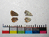  ( - RVcoll.14-F781)  @12 [ ] Copyright (2015) Vlad Dinca Institut de Biologia Evolutiva (CSIC-UPF)