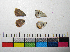  ( - RVcoll.14-F782)  @12 [ ] Copyright (2015) Vlad Dinca Institut de Biologia Evolutiva (CSIC-UPF)