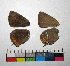  ( - RVcoll.14-G184)  @12 [ ] Copyright (2015) Vlad Dinca Institut de Biologia Evolutiva (CSIC-UPF)
