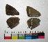  ( - RVcoll.14-G295)  @12 [ ] Copyright (2015) Vlad Dinca Institut de Biologia Evolutiva (CSIC-UPF)