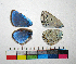  ( - RVcoll.14-G468)  @12 [ ] Copyright (2015) Vlad Dinca Institut de Biologia Evolutiva (CSIC-UPF)