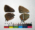  ( - RVcoll.14-G479)  @12 [ ] Copyright (2015) Vlad Dinca Institut de Biologia Evolutiva (CSIC-UPF)