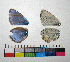  ( - RVcoll.14-G497)  @12 [ ] Copyright (2015) Vlad Dinca Institut de Biologia Evolutiva (CSIC-UPF)