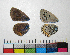  ( - RVcoll.14-G949)  @11 [ ] Copyright (2015) Vlad Dinca Institut de Biologia Evolutiva (CSIC-UPF)