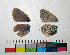  ( - RVcoll.14-G983)  @11 [ ] Copyright (2015) Vlad Dinca Institut de Biologia Evolutiva (CSIC-UPF)