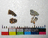  ( - RVcoll.14-H348)  @12 [ ] Copyright (2015) Vlad Dinca Institut de Biologia Evolutiva (CSIC-UPF)