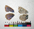  ( - RVcoll.11-J904)  @12 [ ] Copyright (2015) Vlad Dinca Institut de Biologia Evolutiva (CSIC-UPF)