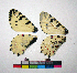  (Zerynthia cretica - RVcoll.12-M173)  @11 [ ] Copyright (2015) Vlad Dinca Institut de Biologia Evolutiva (CSIC-UPF)