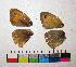  ( - RVcoll.12-O494)  @11 [ ] Copyright (2015) Vlad Dinca Institut de Biologia Evolutiva (CSIC-UPF)