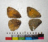  ( - RVcoll.12-O540)  @11 [ ] Copyright (2015) Vlad Dinca Institut de Biologia Evolutiva (CSIC-UPF)