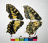  ( - RVcoll.13-U519)  @12 [ ] Copyright (2015) Vlad Dinca Institut de Biologia Evolutiva (CSIC-UPF)
