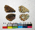  ( - RVcoll.14-C366)  @12 [ ] Copyright (2015) Vlad Dinca Institut de Biologia Evolutiva (CSIC-UPF)