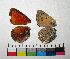  ( - RVcoll.14-C749)  @12 [ ] Copyright (2015) Vlad Dinca Institut de Biologia Evolutiva (CSIC-UPF)