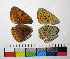  ( - RVcoll.14-C894)  @12 [ ] Copyright (2015) Vlad Dinca Institut de Biologia Evolutiva (CSIC-UPF)