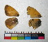  ( - RVcoll.14-E659)  @11 [ ] Copyright (2015) Vlad Dinca Institut de Biologia Evolutiva (CSIC-UPF)