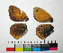 ( - RVcoll.14-F048)  @11 [ ] Copyright (2015) Vlad Dinca Institut de Biologia Evolutiva (CSIC-UPF)