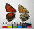  ( - RVcoll.14-F049)  @12 [ ] Copyright (2015) Vlad Dinca Institut de Biologia Evolutiva (CSIC-UPF)