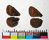  ( - RVcoll.11-E231)  @11 [ ] Copyright (2015) Vlad Dinca Institut de Biologia Evolutiva (CSIC-UPF)