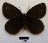  ( - RVcoll15O017)  @13 [ ] Copyright (2016) Roger Vila Institut de Biologia Evolutiva (CSIC-UPF), Butterfly Diversity and Evolution Lab