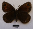  ( - RVcoll15O018)  @13 [ ] Copyright (2016) Roger Vila Institut de Biologia Evolutiva (CSIC-UPF), Butterfly Diversity and Evolution Lab