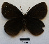  ( - RVcoll15O019)  @13 [ ] Copyright (2016) Roger Vila Institut de Biologia Evolutiva (CSIC-UPF), Butterfly Diversity and Evolution Lab
