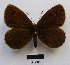  (Erebia calcaria - RVcoll15O032)  @11 [ ] Copyright (2016) Emmanuel Zinszner Unspecified