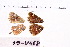  ( - RVcoll.09-V468)  @11 [ ] Copyright (2015) Roger Vila Institut de Biologia Evolutiva (CSIC-UPF), Butterfly Diversity and Evolution Lab