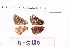  ( - RVcoll.11-G120)  @11 [ ] Copyright (2015) Roger Vila Institut de Biologia Evolutiva (CSIC-UPF), Butterfly Diversity and Evolution Lab