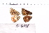 ( - RVcoll.11-G121)  @11 [ ] Copyright (2015) Roger Vila Institut de Biologia Evolutiva (CSIC-UPF), Butterfly Diversity and Evolution Lab
