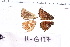  ( - RVcoll.11-G127)  @11 [ ] Copyright (2015) Roger Vila Institut de Biologia Evolutiva (CSIC-UPF), Butterfly Diversity and Evolution Lab