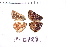  ( - RVcoll.11-G128)  @11 [ ] Copyright (2015) Roger Vila Institut de Biologia Evolutiva (CSIC-UPF), Butterfly Diversity and Evolution Lab