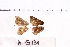 ( - RVcoll.11-G131)  @11 [ ] Copyright (2015) Roger Vila Institut de Biologia Evolutiva (CSIC-UPF), Butterfly Diversity and Evolution Lab