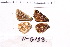  ( - RVcoll.11-G133)  @11 [ ] Copyright (2015) Roger Vila Institut de Biologia Evolutiva (CSIC-UPF), Butterfly Diversity and Evolution Lab