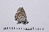  ( - RVcoll14A948)  @11 [ ] Copyright (2016) Roger Vila Institut de Biologia Evolutiva (CSIC-UPF), Butterfly Diversity and Evolution Lab
