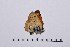  ( - RVcoll14A961)  @12 [ ] Copyright (2016) Roger Vila Institut de Biologia Evolutiva (CSIC-UPF), Butterfly Diversity and Evolution Lab