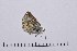  ( - RVcoll14A964)  @12 [ ] Copyright (2016) Roger Vila Institut de Biologia Evolutiva (CSIC-UPF), Butterfly Diversity and Evolution Lab
